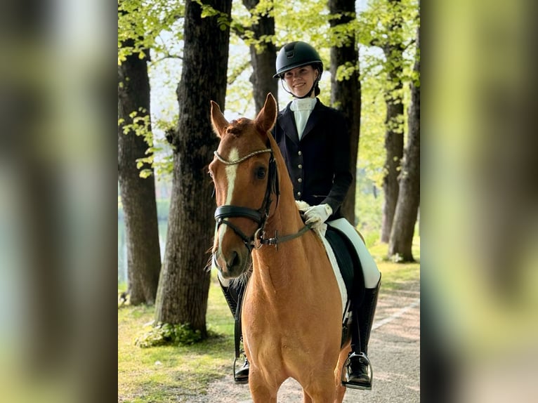 German Riding Pony Gelding 8 years 14,1 hh Chestnut-Red in T&#xF6;nisvorst