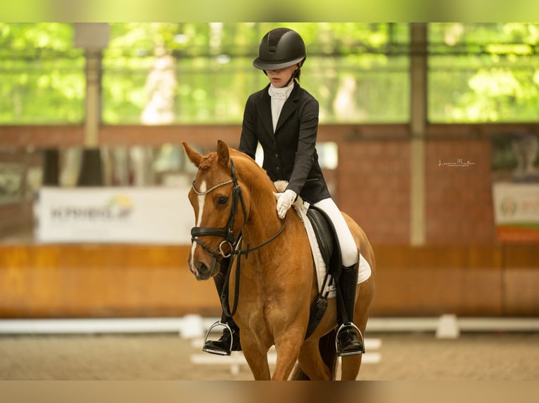 German Riding Pony Gelding 8 years 14,1 hh Chestnut-Red in T&#xF6;nisvorst