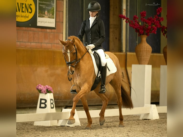 German Riding Pony Gelding 8 years 14,1 hh Chestnut-Red in T&#xF6;nisvorst