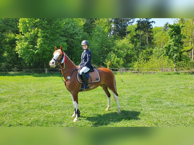 German Riding Pony Gelding 8 years 14,1 hh Chestnut-Red in Goch