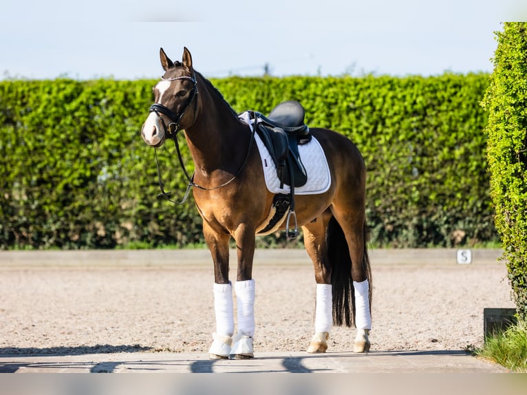 German Riding Pony Gelding 8 years 14,1 hh Dun in Zevergem