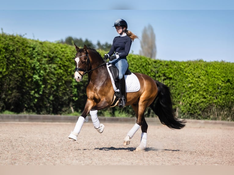 German Riding Pony Gelding 8 years 14,1 hh Dun in Zevergem