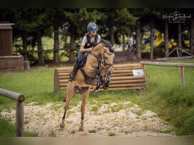 German Riding Pony Gelding 8 years 14,1 hh Dun in Steinheim am Albuch