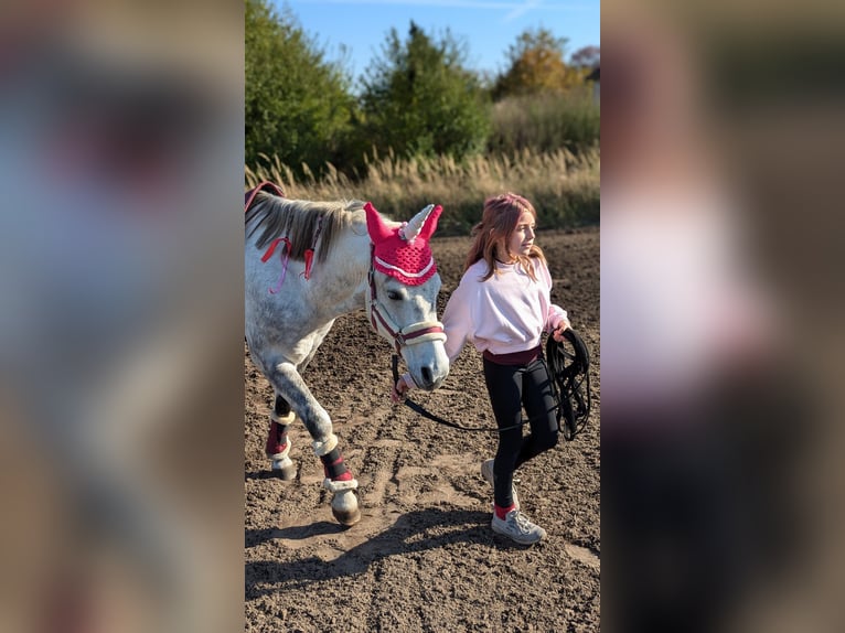 German Riding Pony Mix Gelding 8 years 14,1 hh Grey-Dapple in L&#xF6;wenberger Land