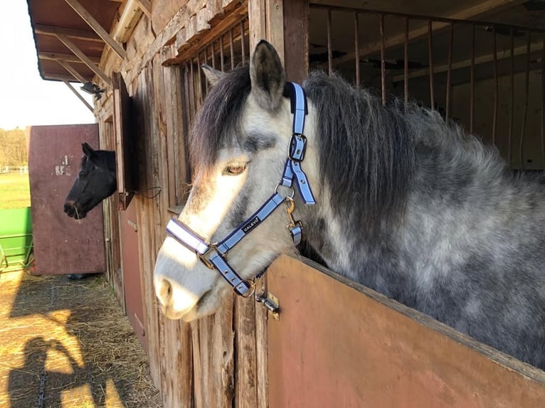German Riding Pony Mix Gelding 8 years 14,1 hh Grey-Dapple in L&#xF6;wenberger Land