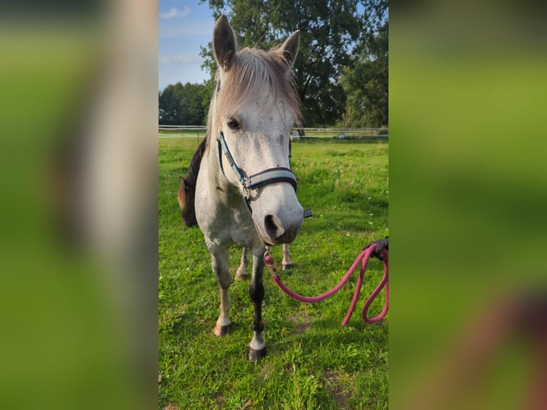 German Riding Pony Mix Gelding 8 years 14,1 hh Grey-Dapple in L&#xF6;wenberger Land