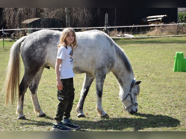 German Riding Pony Mix Gelding 8 years 14,1 hh Grey-Dapple in L&#xF6;wenberger Land