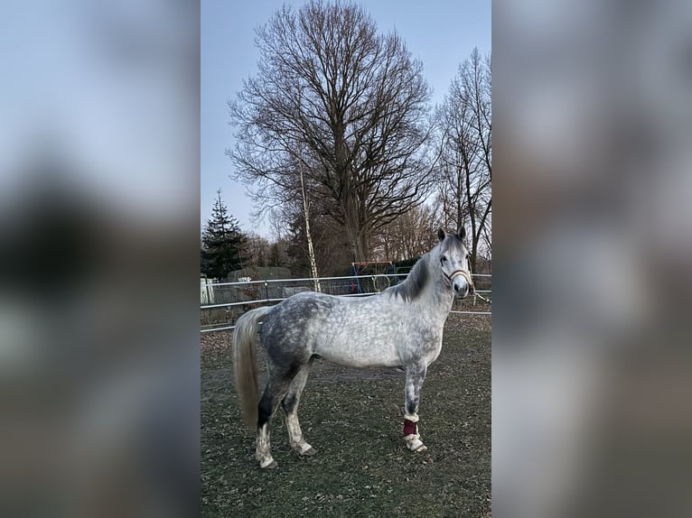 German Riding Pony Mix Gelding 8 years 14,1 hh Grey-Dapple in L&#xF6;wenberger Land