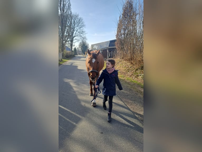 German Riding Pony Gelding 8 years 14,1 hh Red Dun in Siezbüttel