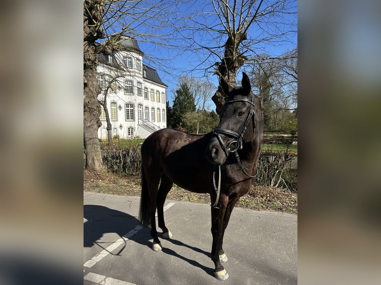 German Riding Pony Gelding 8 years 14,2 hh Black in Übach-Palenberg