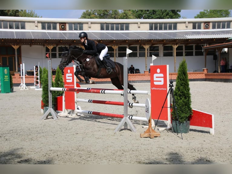 German Riding Pony Gelding 8 years 14,2 hh Black in Wanfried