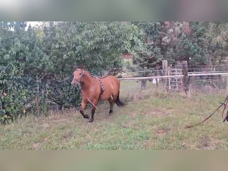 German Riding Pony Mix Gelding 8 years 14,2 hh Brown in Herzberg