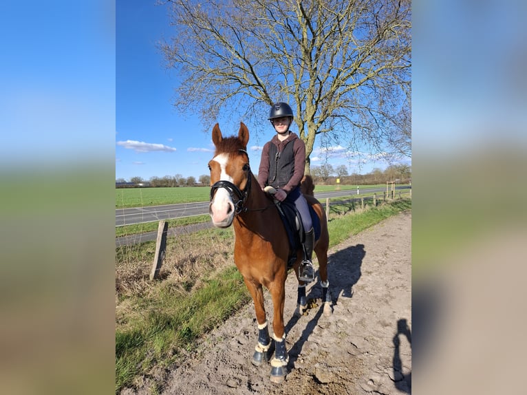 German Riding Pony Gelding 8 years 14,2 hh Chestnut-Red in Horst German Riding Pony Gelding 8 years 14,2 hh Chestnut-Red in Horst