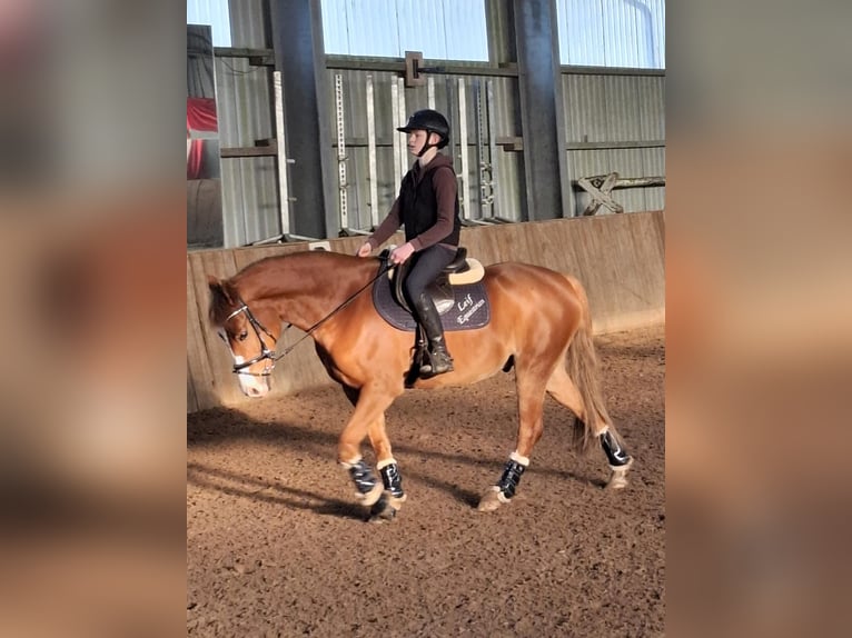 German Riding Pony Gelding 8 years 14,2 hh Chestnut-Red in Horst German Riding Pony Gelding 8 years 14,2 hh Chestnut-Red in Horst