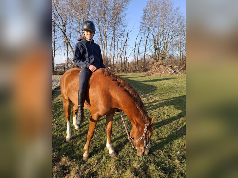 German Riding Pony Gelding 8 years 14,2 hh Chestnut-Red in Horst German Riding Pony Gelding 8 years 14,2 hh Chestnut-Red in Horst