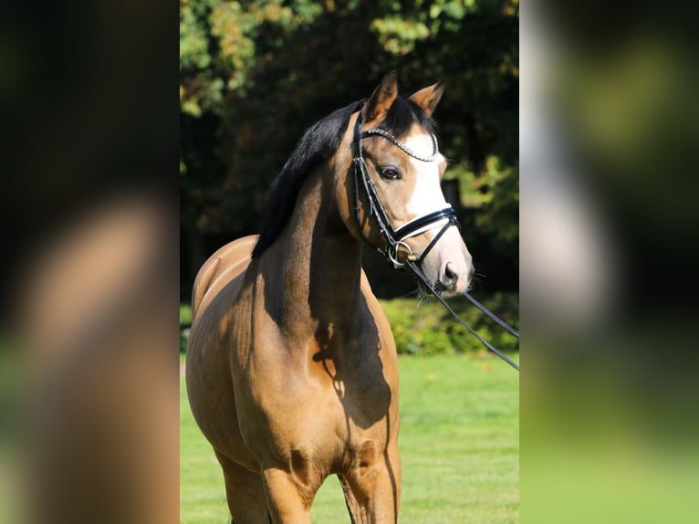German Riding Pony Gelding 8 years 14,2 hh Dun in Rehburg-Loccum Münchehagen