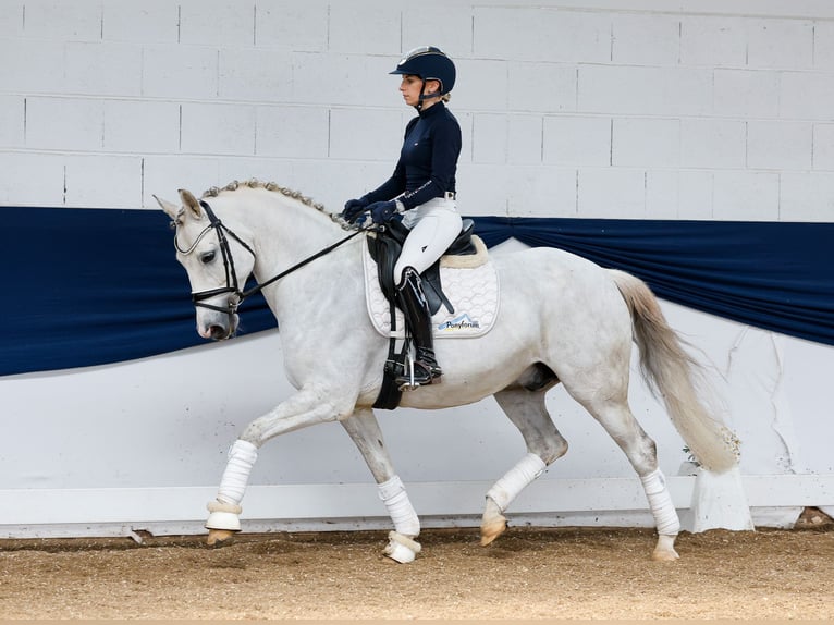 German Riding Pony Gelding 8 years 14,2 hh Gray in Marsberg