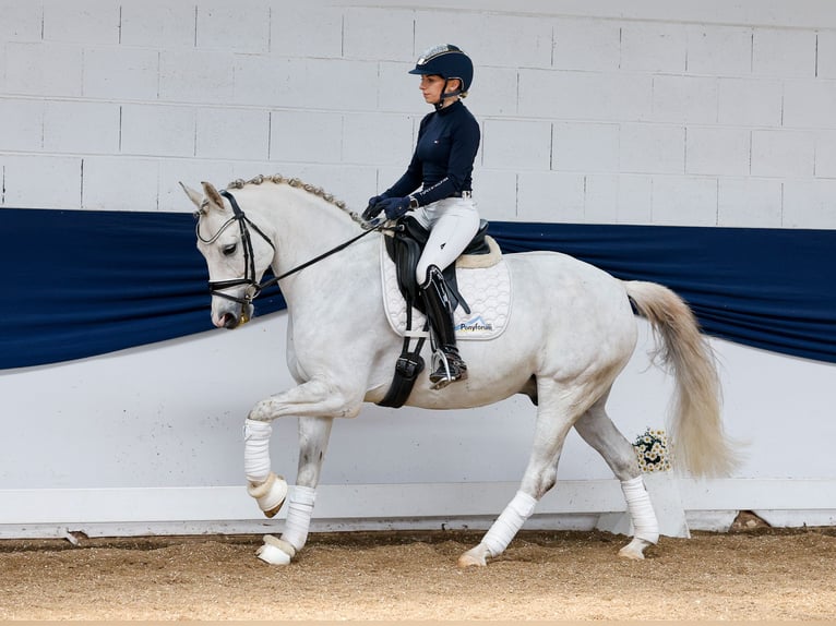 German Riding Pony Gelding 8 years 14,2 hh Gray in Marsberg