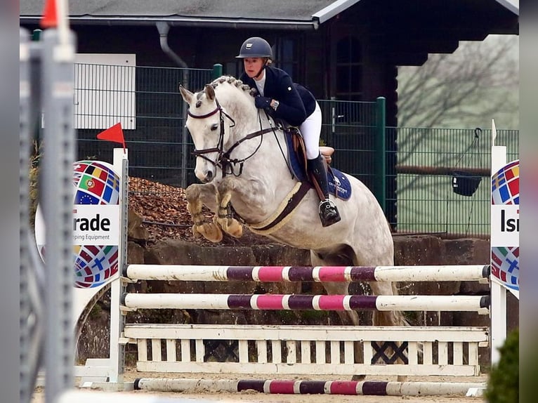 German Riding Pony Gelding 8 years 14,2 hh Gray in Marsberg