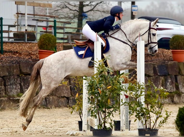 German Riding Pony Gelding 8 years 14,2 hh Gray in Marsberg