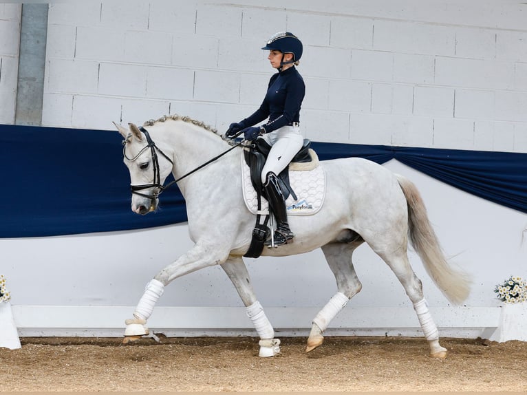 German Riding Pony Gelding 8 years 14,2 hh Gray in Marsberg