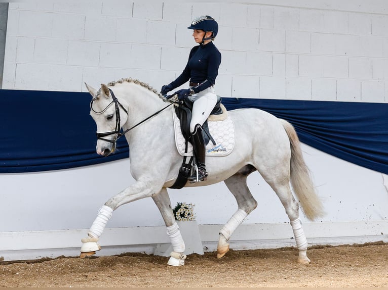 German Riding Pony Gelding 8 years 14,2 hh Gray in Marsberg