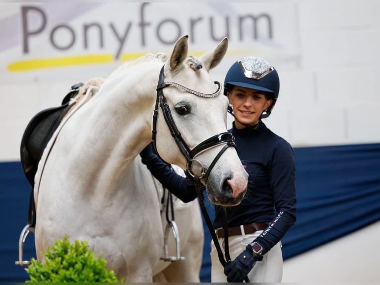 German Riding Pony Gelding 8 years 14,2 hh Gray in Marsberg