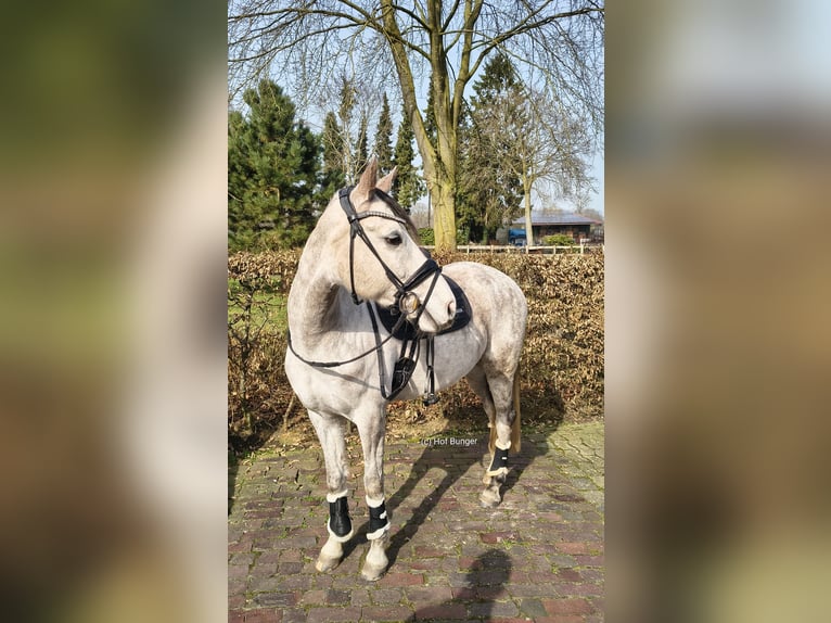 German Riding Pony Gelding 8 years 14,2 hh Grey-Dapple in Friesoythe