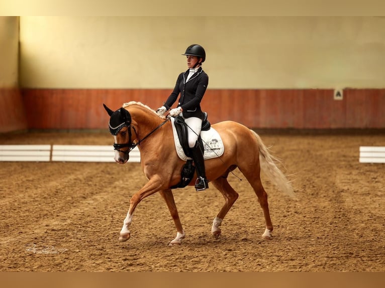 German Riding Pony Gelding 8 years 14,2 hh Palomino in Hambach