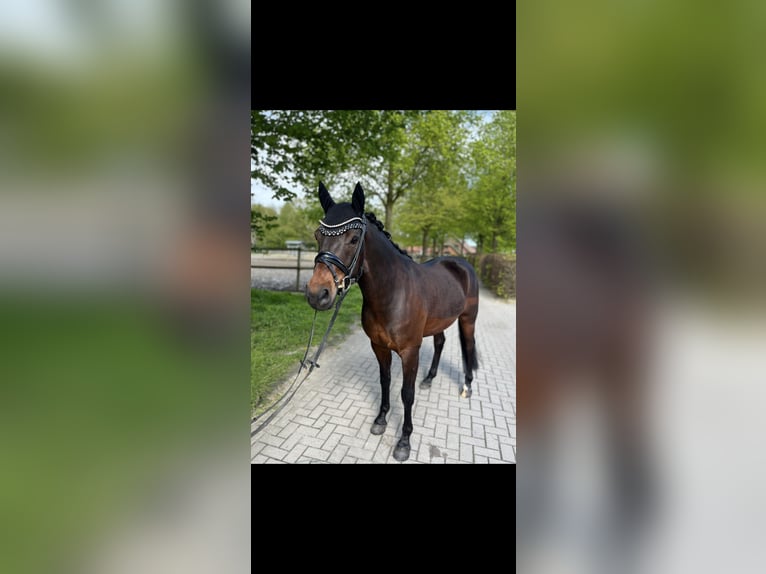 German Riding Pony Gelding 8 years 15 hh Bay-Dark in Rastede
