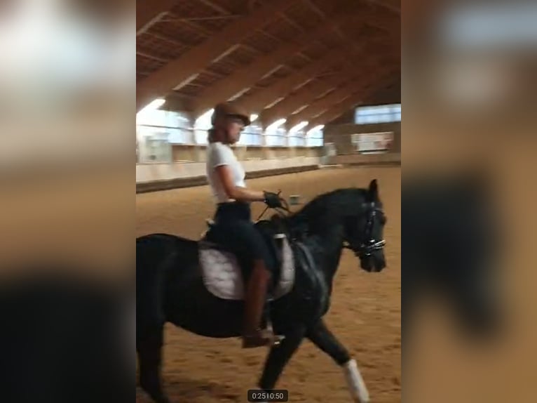 German Riding Pony Mix Gelding 8 years 15 hh Black in Gerolfingen