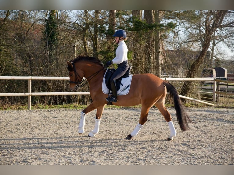 German Riding Pony Gelding 8 years 15 hh Brown in Wedemark