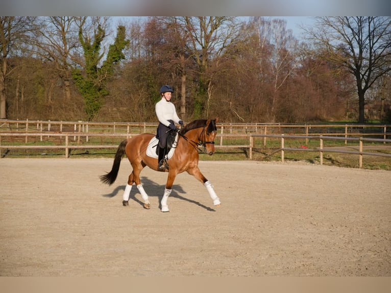 German Riding Pony Gelding 8 years 15 hh Brown in Wedemark