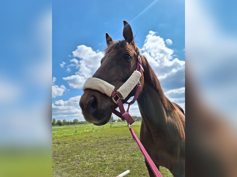 German Riding Pony Gelding 8 years 15 hh Chestnut in Verl