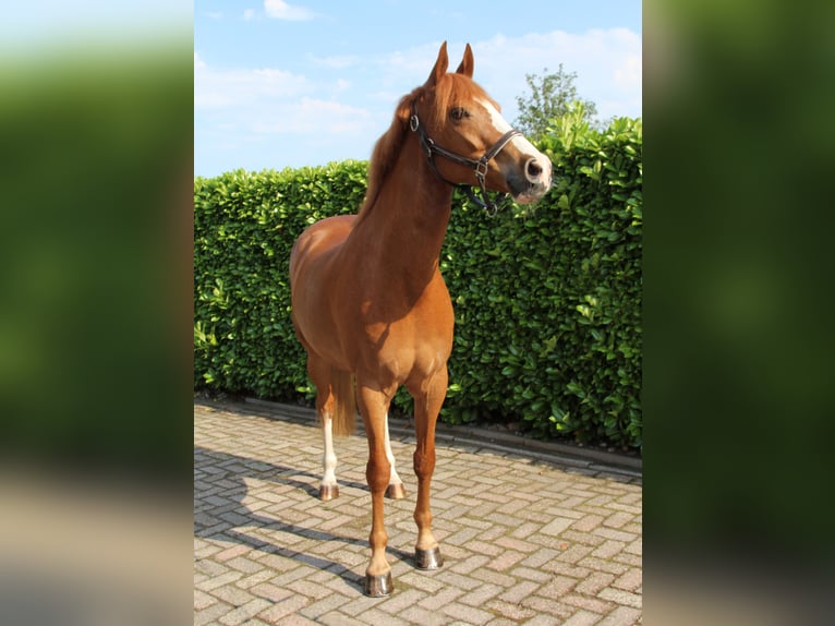 German Riding Pony Gelding 8 years 15 hh Chestnut-Red in Diessen