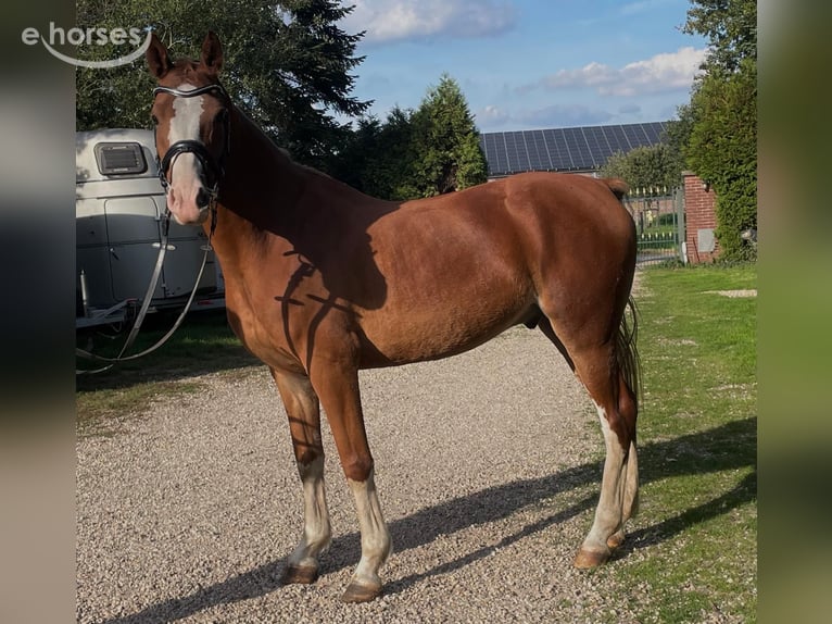 German Riding Pony Gelding 8 years 15 hh Chestnut-Red in AlpenAlpen