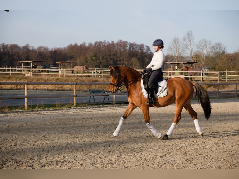 German Riding Pony Gelding 8 years 15 hh  in Wedemark
