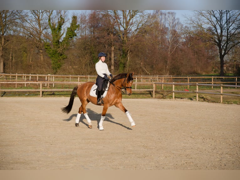 German Riding Pony Gelding 8 years 15 hh  in Wedemark