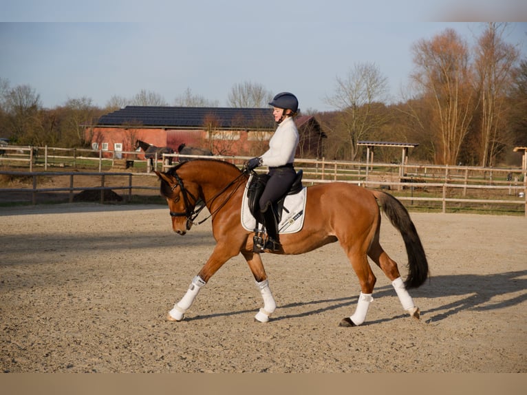 German Riding Pony Gelding 8 years 15 hh  in Wedemark