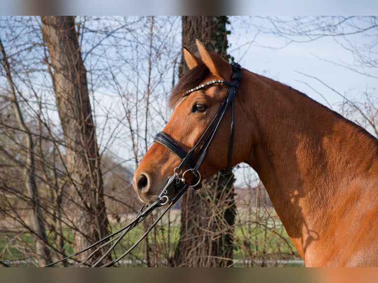 German Riding Pony Gelding 8 years 15 hh  in Wedemark