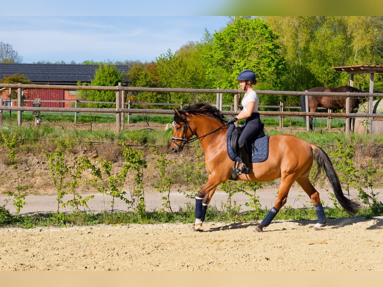 German Riding Pony Gelding 8 years 15 hh Dun in WedemarkWedemark
