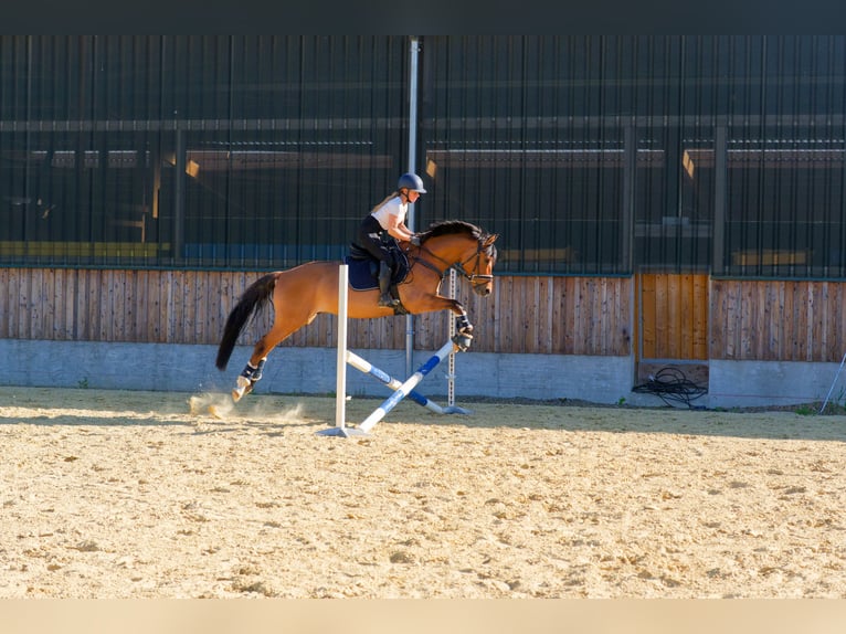 German Riding Pony Gelding 8 years 15 hh Dun in WedemarkWedemark