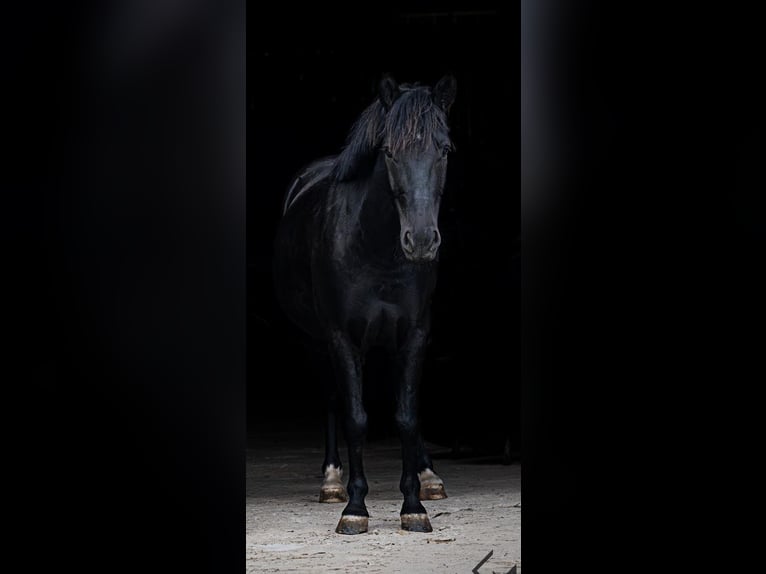 German Riding Pony Gelding 9 years 12 hh Black in RemlingenRemlingen
