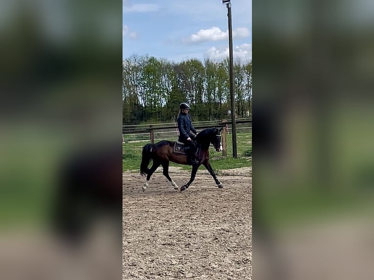 German Riding Pony Mix Gelding 9 years 13,1 hh Brown in Salzbergen