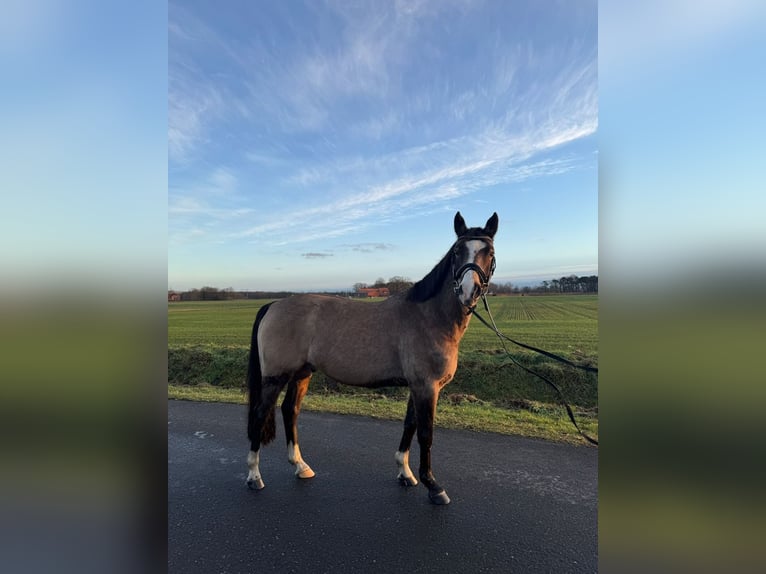 German Riding Pony Gelding 9 years 13.2 hh Dun in Warendorf