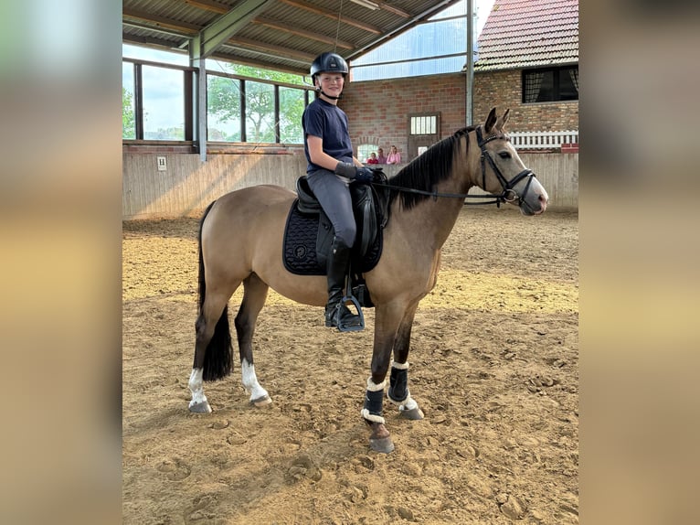 German Riding Pony Gelding 9 years 13.2 hh Dun in Warendorf