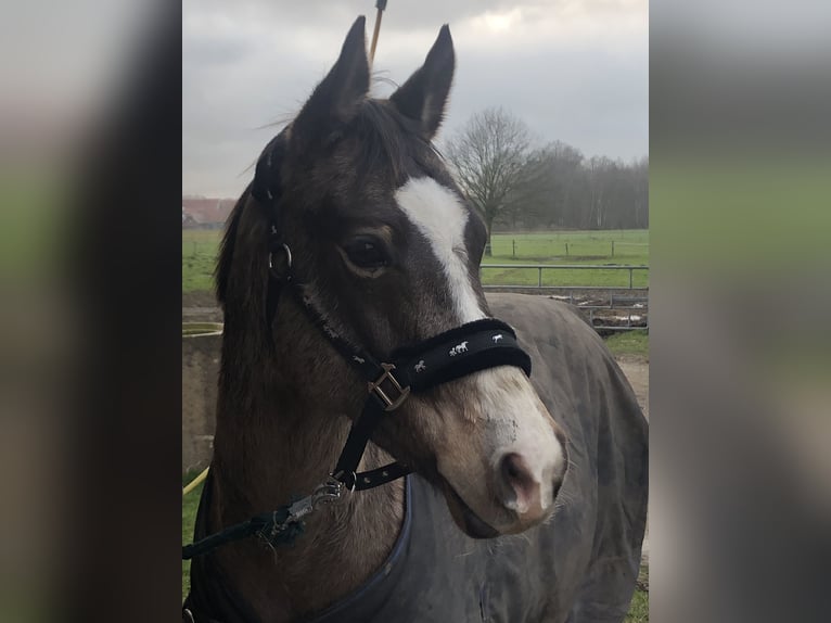 German Riding Pony Gelding 9 years 13.2 hh Dun in Warendorf