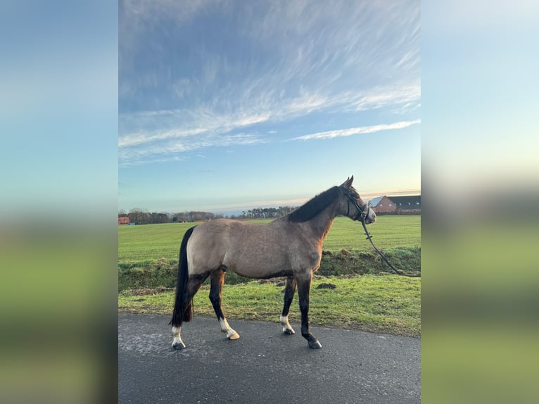 German Riding Pony Gelding 9 years 13.2 hh Dun in Warendorf