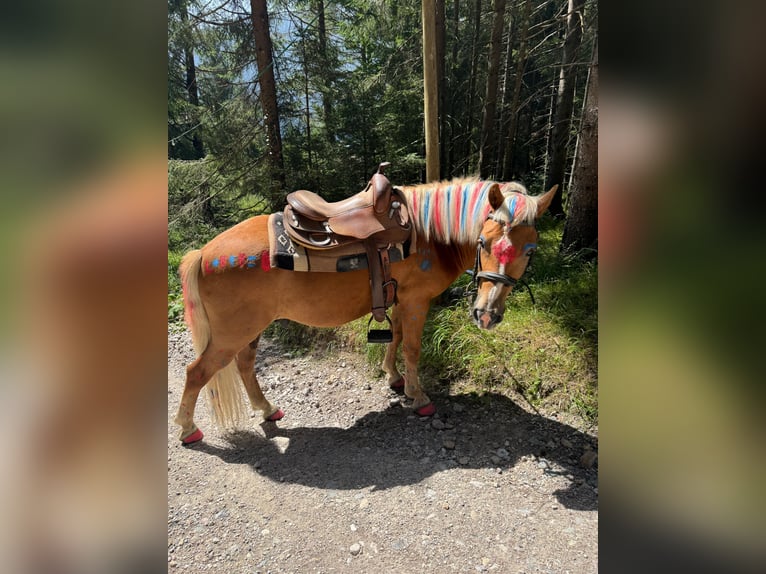 German Riding Pony Mix Gelding 9 years 13,1 hh Palomino in Maurach German Riding Pony Mix Gelding 9 years 13,1 hh Palomino in Maurach