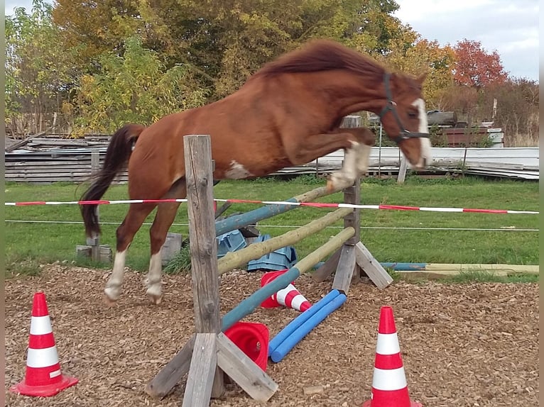 German Riding Pony Mix Gelding 9 years 13,2 hh Chestnut-Red in Finsterwalde